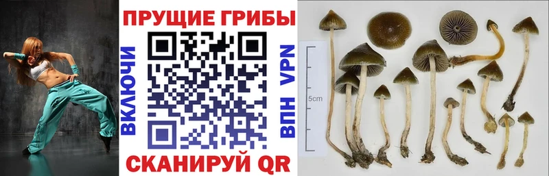 MEGA онион Ладушкин Галлюциногенные грибы Psilocybe